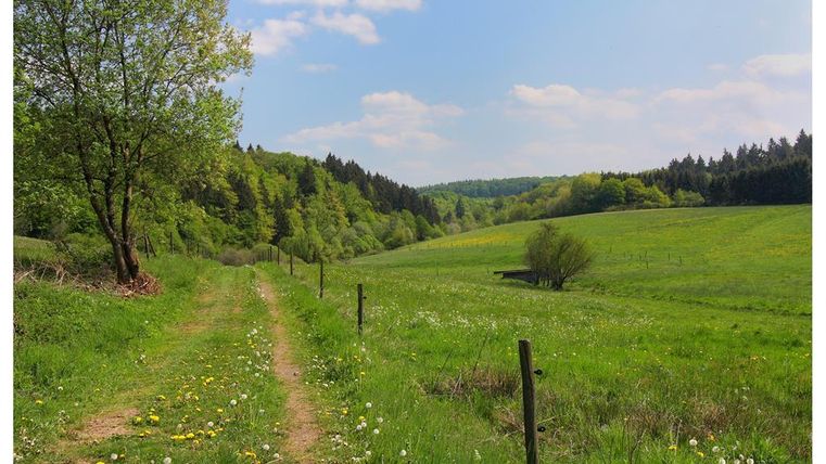 Ein entspannter Weg durch eine grüne Landschaft mit Bäumen und Wiese. Der Himmel ist blau und es gibt wenige Wolken.