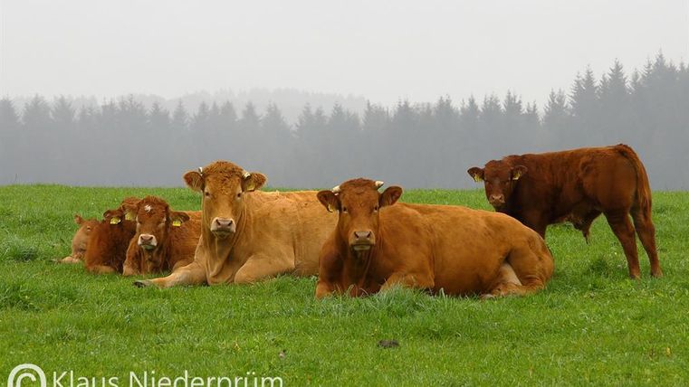 Eine Gruppe von braunen Kühen liegt entspannt auf einer grünen Wiese. Im Hintergrund ist ein bewaldeter Bereich und ein grauer Himmel zu sehen.