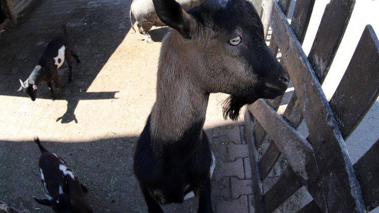 Eine schwarze Ziege steht in einem kleinen Gehege. Im Hintergrund sind weitere Ziegen zu sehen.