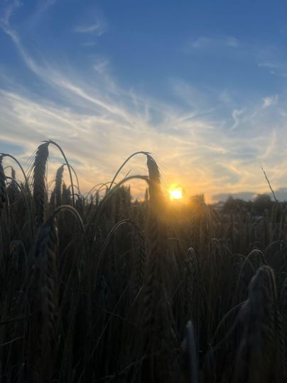 Ein Sonnenuntergang hinter einem Weizenfeld mit warmen Farben am Himmel. Die Ähren stehen sanft im Wind.