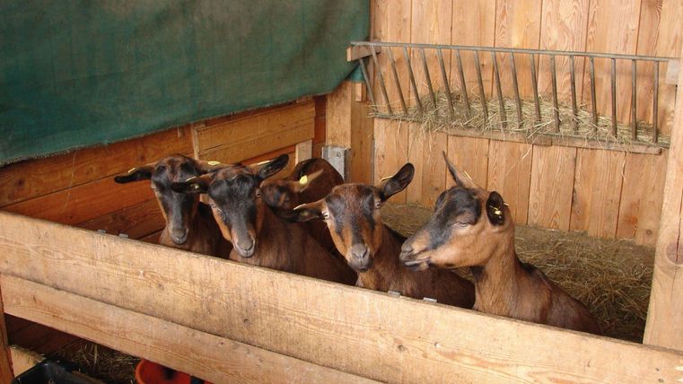 Vier Ziegen stehen in einem Stall. Die Wände sind aus Holz und im Hintergrund ist Heu zu sehen.