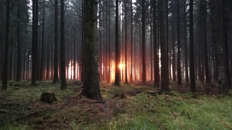 Ein dichter Wald mit hohen Bäumen und grüner Unter Vegetation. Im Hintergrund scheint die Abendsonne durch die Baumstämme hindurch.