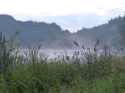 Ein ruhiger See umgeben von grünen Pflanzen und Bäumen. Leichter Nebel schwebt über der Wasseroberfläche.
