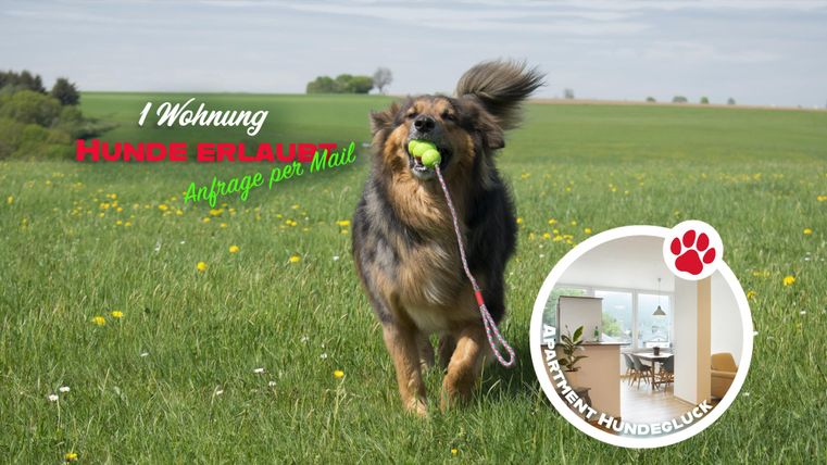 Ein fröhlicher Hund läuft über eine grüne Wiese und trägt einen Ball im Mund. Im Bild ist auch eine kleine Abbildung eines Apartments zu sehen, das hundefreundlich ist.