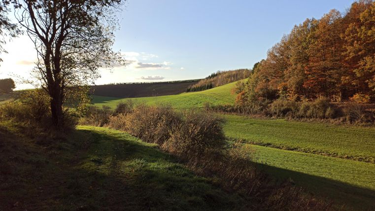 Eine grüne Wiese mit sanften Hügeln und einem klaren Himmel. Am Rand stehen Bäume mit buntem Herbstlaub.