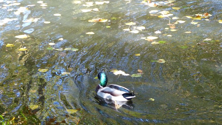 Eine Ente schwimmt im Wasser zwischen herabgefallenen Blättern. Die Wasseroberfläche spiegelt das Licht und die Farben der Umgebung wider.