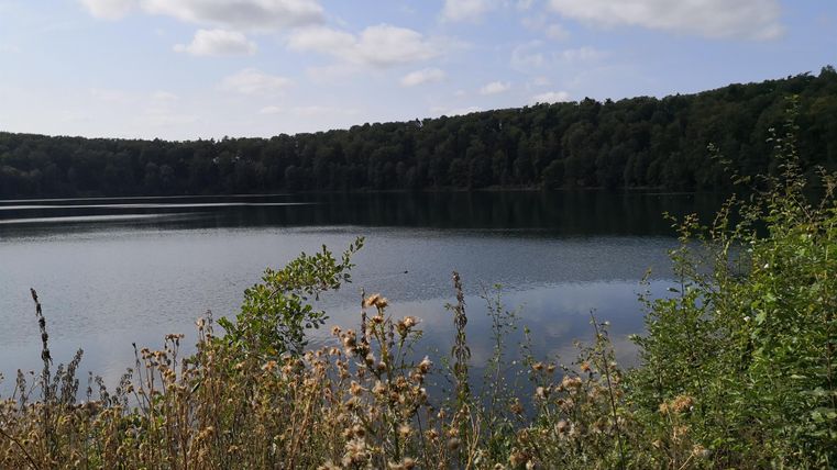 Ein ruhiger See mit klarem Wasser und umgeben von Bäumen. Im Vordergrund wachsen einige hohe Gräser und Blumen.