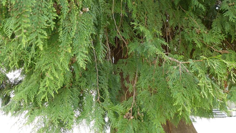 Ein dichter, grüner Baum mit schönen, lebhaften Nadeln. Die Zweige hängen locker und verleihen dem Bild eine natürliche Atmosphäre.