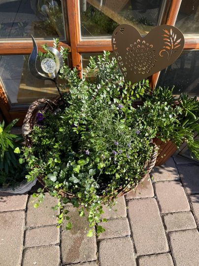 Ein hübscher Pflanzkübel mit verschiedenen grünen Pflanzen und lila Blumen. Im Hintergrund ist eine Fensterscheibe zu sehen.