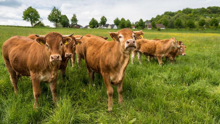 Eine Gruppe von Rindern steht auf einer grünen Wiese. Im Hintergrund sind Bäume und einige Gebäude zu sehen.