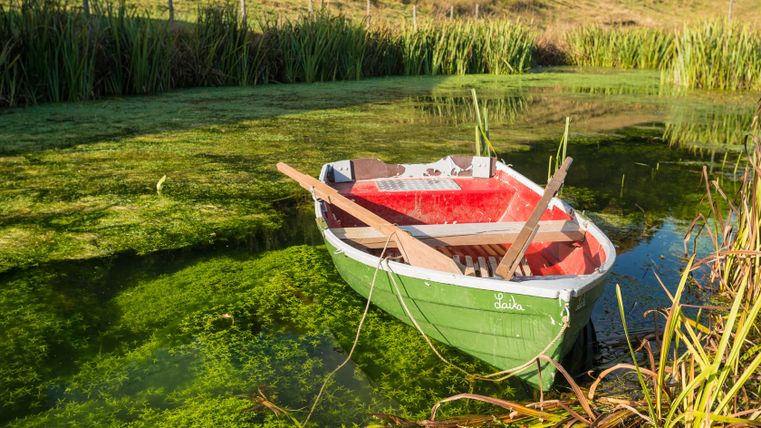 A green rowing boat with a red interior lies in a pond covered in algae.
