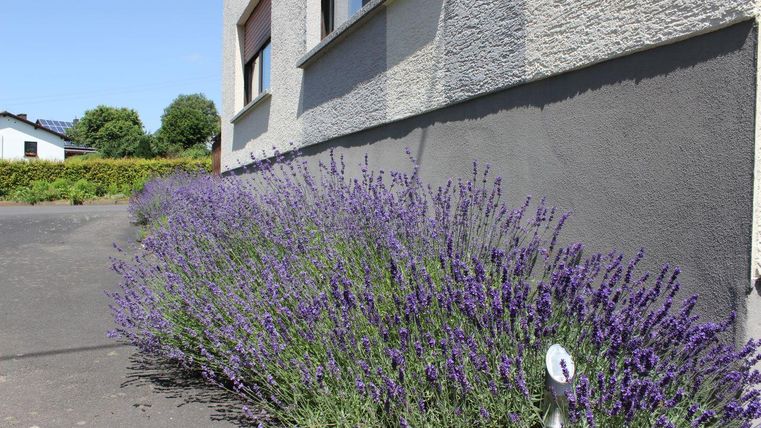 Ein Weg, der von lila Lavendel umgeben ist, führt entlang eines Hauses. Der Himmel ist klar und die Pflanzen blühen üppig.