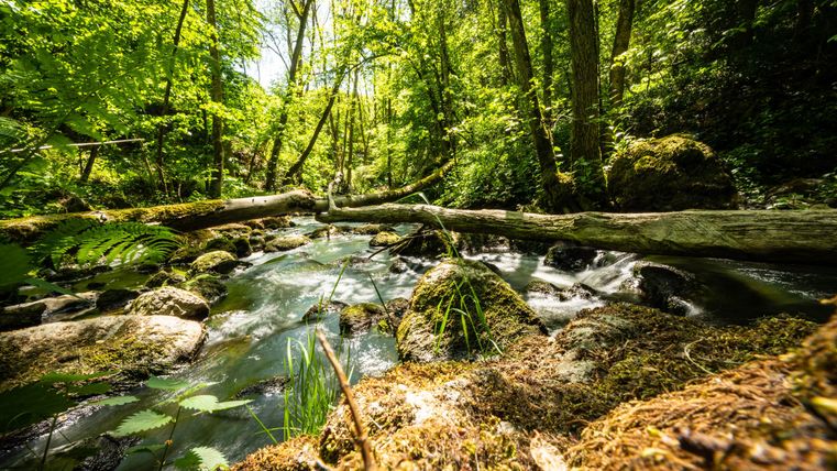 Ein ruhiger Bach fließt durch einen grünen Wald. Umgeben von Bäumen und moosbedeckten Steinen strahlt die Szene Frieden und Naturverbundenheit aus.