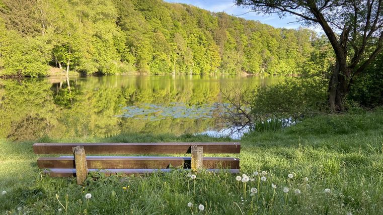 Eine ruhige Bank am Ufer eines Sees, umgeben von üppigem grünem Wald. Die reflektierende Wasserfläche spiegelt die Natur wider.