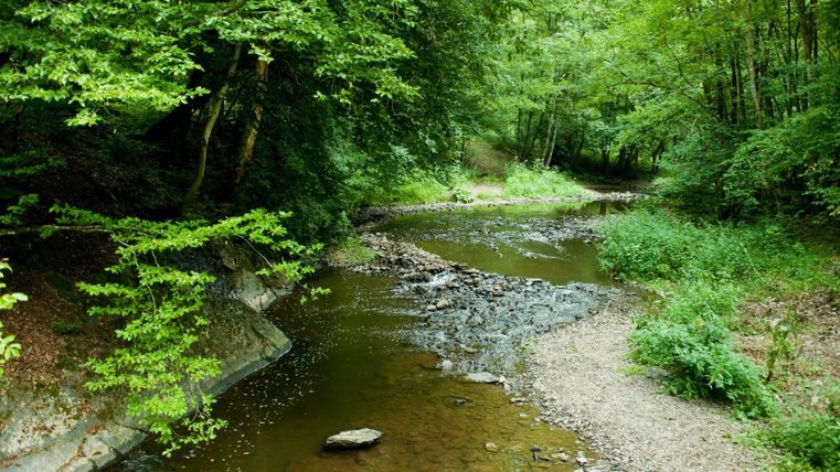 Ein ruhiger Bach fließt durch einen grünen Wald mit üppiger Vegetation.