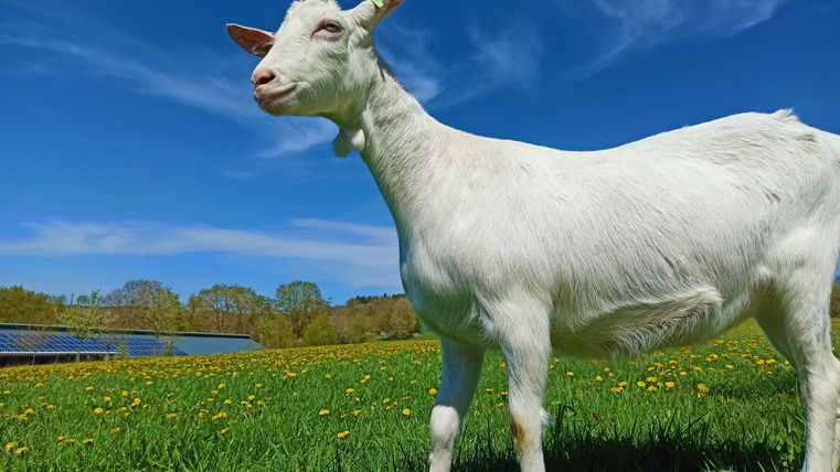 Eine weiße Ziege steht auf einer grünen Wiese, umgeben von Löwenzahnblüten. Im Hintergrund sind Bäume und ein blauer Himmel zu sehen.