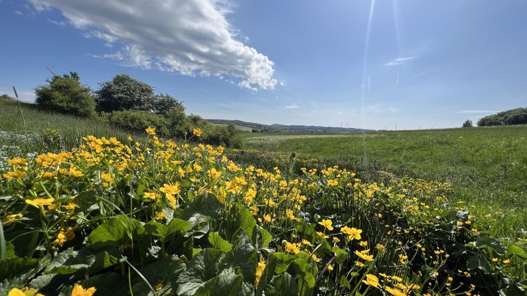 Eine blühende Wiese mit gelben Blumen und grünem Gras. Der Himmel ist klar und sonnig mit einigen Wolken.