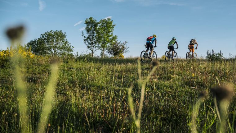Drei Mountainbiker fahren über eine grüne Wiese. Im Hintergrund sieht man einen klaren Himmel und Bäume.