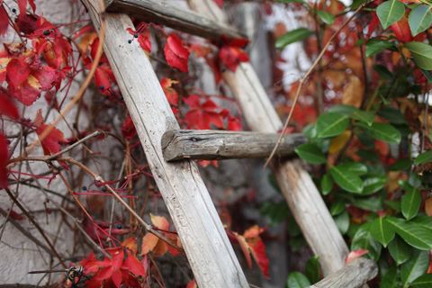 Eine alte Holzleiter steht vor einer Wand mit bunten, roten und grünen Blättern. Die Herbstfarben verleihen der Szene eine gemütliche Stimmung.
