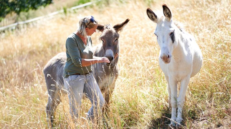 Eine Frau steht in einem Grasfeld und interagiert mit zwei Eseln. Die Tiere wirken freundlich und die Sonne scheint.