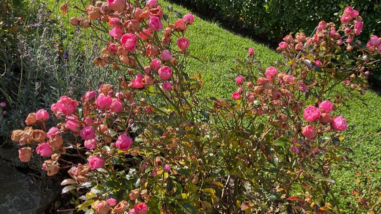 Ein Strauch mit rosa Blumen blüht lebhaft im Garten. Im Hintergrund ist saftiges, grünes Gras zu sehen.
