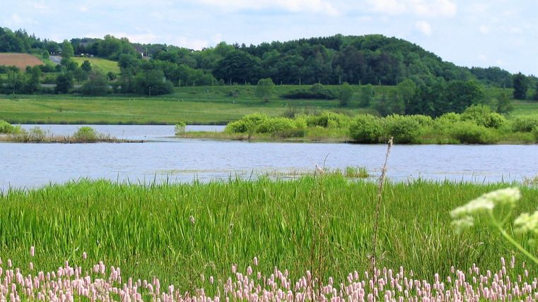 Eine ruhige Landschaft mit einem Fluss und grünem Gras. Im Vordergrund blühen rosa Blumen und im Hintergrund sind sanfte Hügel zu sehen.