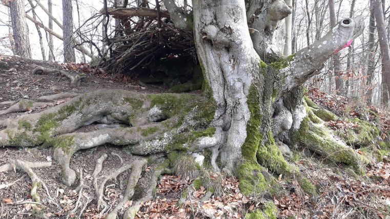 Ein alter Baum mit dicken, moosbedeckten Wurzeln in einem Wald. Im Hintergrund sind kahle Äste und Laub zu sehen.