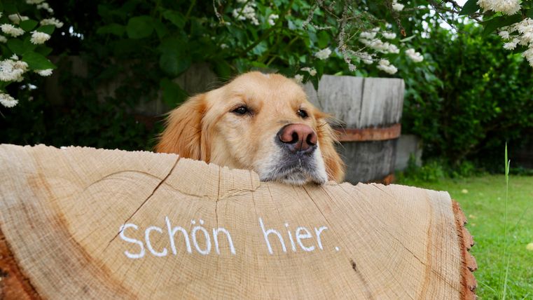 Ein goldenes Retriver-Hund liegt mit dem Kopf auf einem Holzscheit. Darauf steht der Schriftzug „Schön hier.“