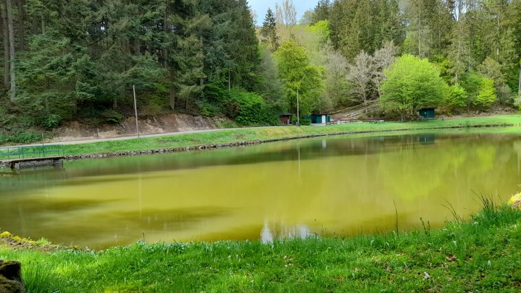 Ein ruhiger Teich umgeben von grünen Wiesen und Bäumen. Der Himmel ist leicht bewölkt, was eine friedliche Stimmung erzeugt.