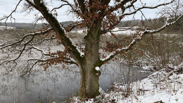 Ein großer Baum mit schneebedeckten Ästen steht am Ufer eines gefrorenen Gewässers. Die Landschaft ist winterlich und ruhig.