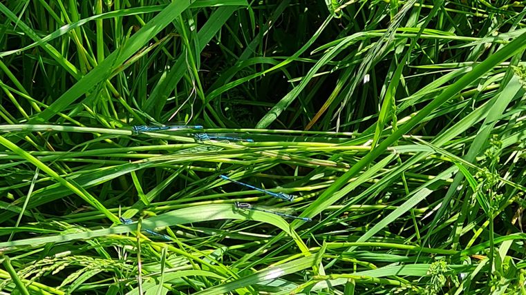 Ein grünes Grasfeld mit langen, weichen Halmen. Einige Pflanzen sind dicht beieinander und zeigen eine lebendige, natürliche Umgebung.