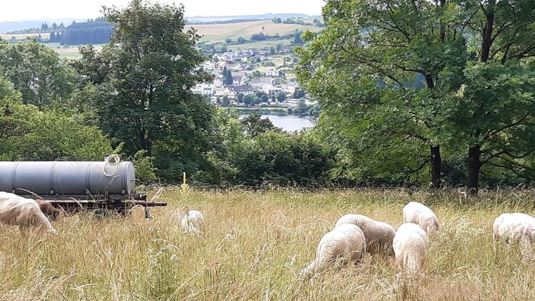 Eine grüne Wiese mit Schafen, die ruhig grasen. Im Hintergrund ist ein Dorf und ein Fluss umgeben von Bäumen zu sehen.