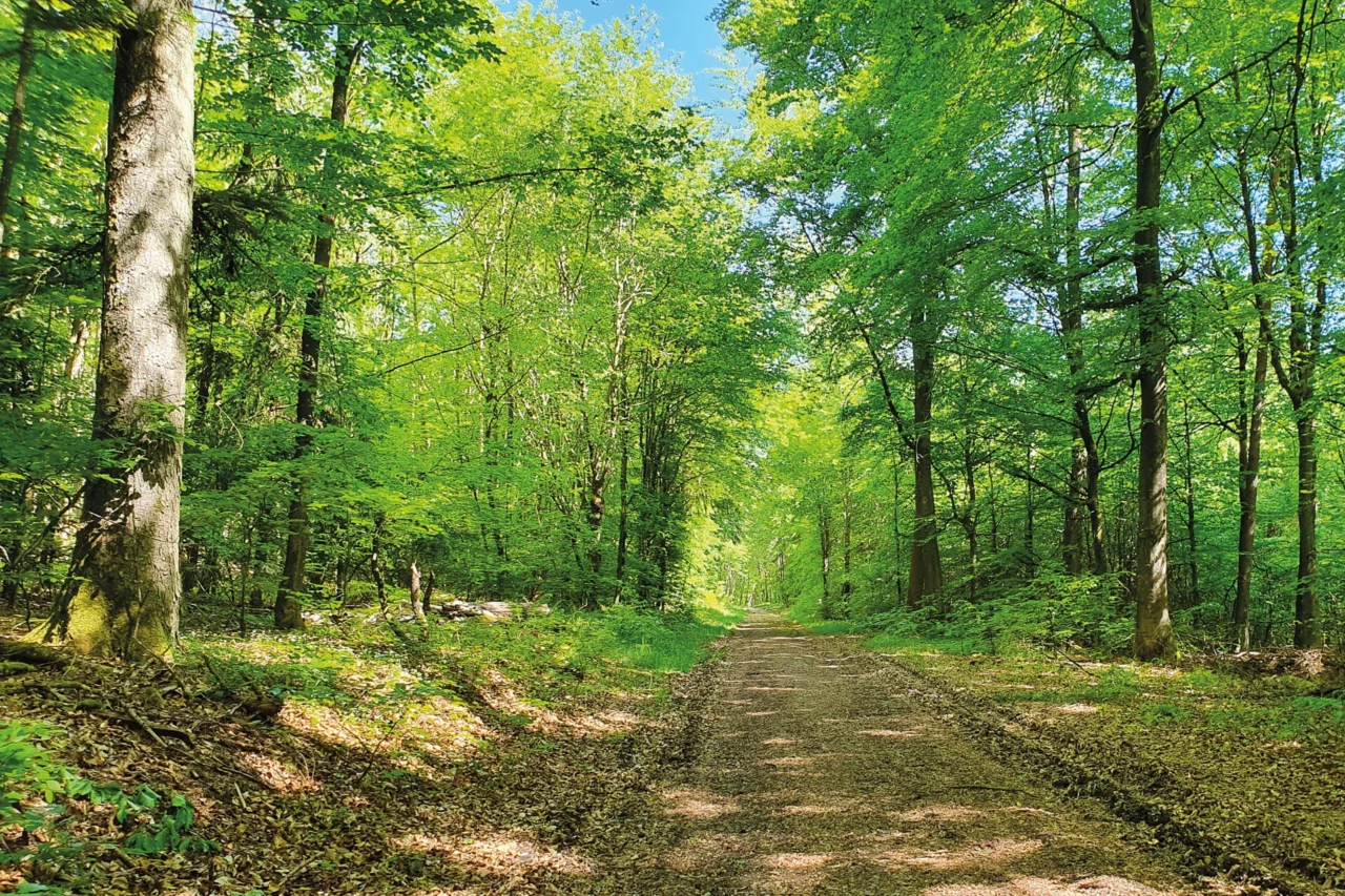 HeimatSpur Forest Wellbeing Trail